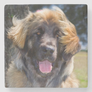USA, California. Portrait Of Leonberger Sitting Stone Coaster