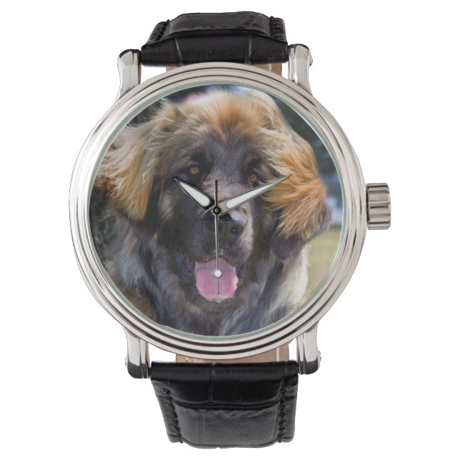 USA, California. Portrait Of Leonberger Sitting Watch (Front)