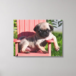 USA, California. Pug Puppy Slouching Canvas Print