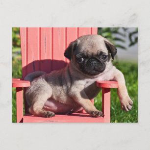 USA, California. Pug Puppy Slouching Postcard
