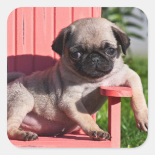USA, California. Pug Puppy Slouching Square Sticker