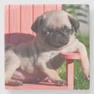 USA, California. Pug Puppy Slouching Stone Coaster