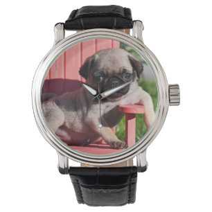 USA, California. Pug Puppy Slouching Watch