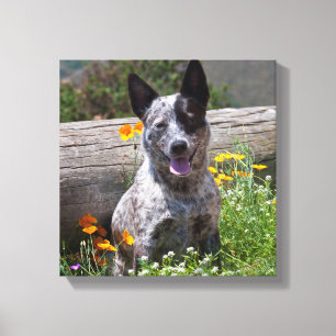 USA, California. Queensland Healer Sitting 2 Canvas Print