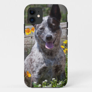 USA, California. Queensland Healer Sitting 2 iPhone 11 Case