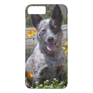 USA, California. Queensland Healer Sitting 2 iPhone 8 Plus/7 Plus Case