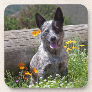 USA, California. Queensland Healer Sitting 2 Coaster