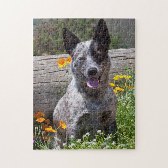 USA, California. Queensland Healer Sitting 2 Jigsaw Puzzle (Vertical)