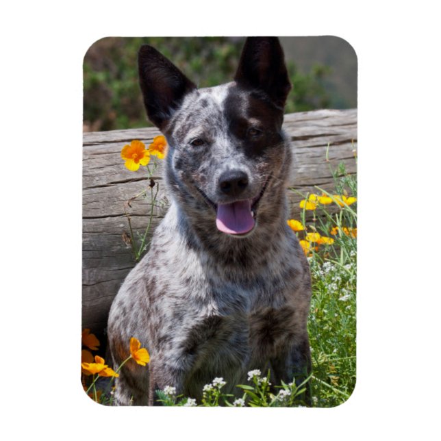 USA, California. Queensland Healer Sitting 2 Magnet (Vertical)