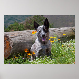 USA, California. Queensland Healer Sitting 2 Poster