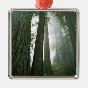 USA, California, Redwood National Park, 2 Metal Tree Decoration