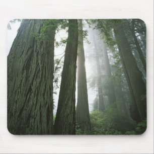 USA, California, Redwood National Park, 2 Mouse Mat