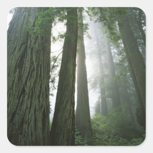 USA, California, Redwood National Park, 2 Square Sticker