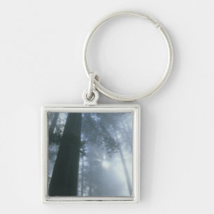 USA, California, Redwood National Park, Del Key Ring