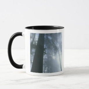 USA, California, Redwood National Park, Del Mug