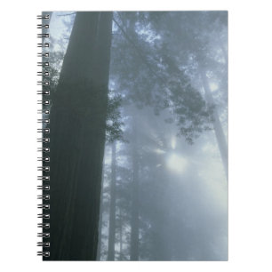 USA, California, Redwood National Park, Del Notebook