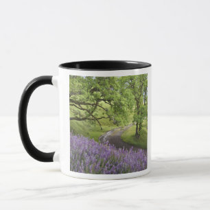 USA, California, Redwood National Park. Dirt Mug