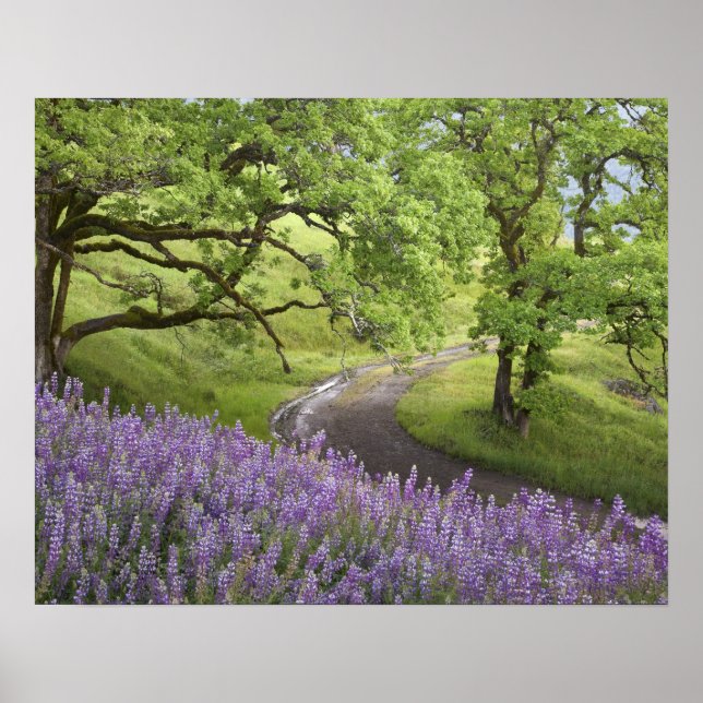 USA, California, Redwood National Park. Dirt Poster (Front)