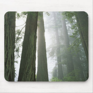 USA, California, Redwood National Park, Mouse Mat