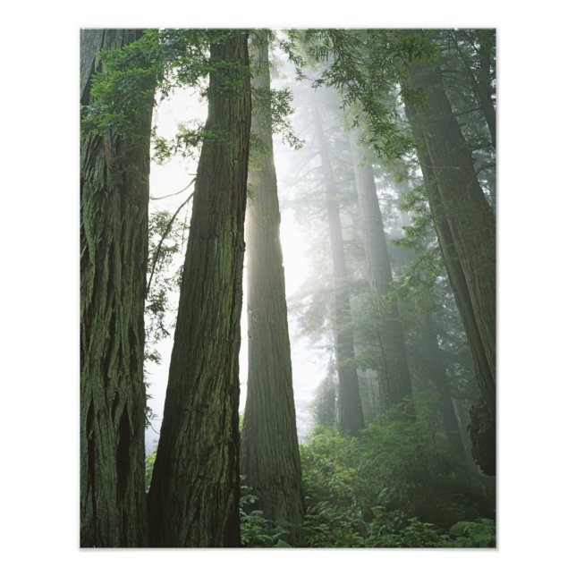 USA, California, Redwood National Park, Photo Print (Front)