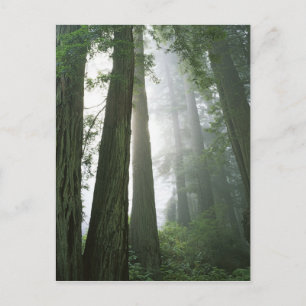 USA, California, Redwood National Park, Postcard