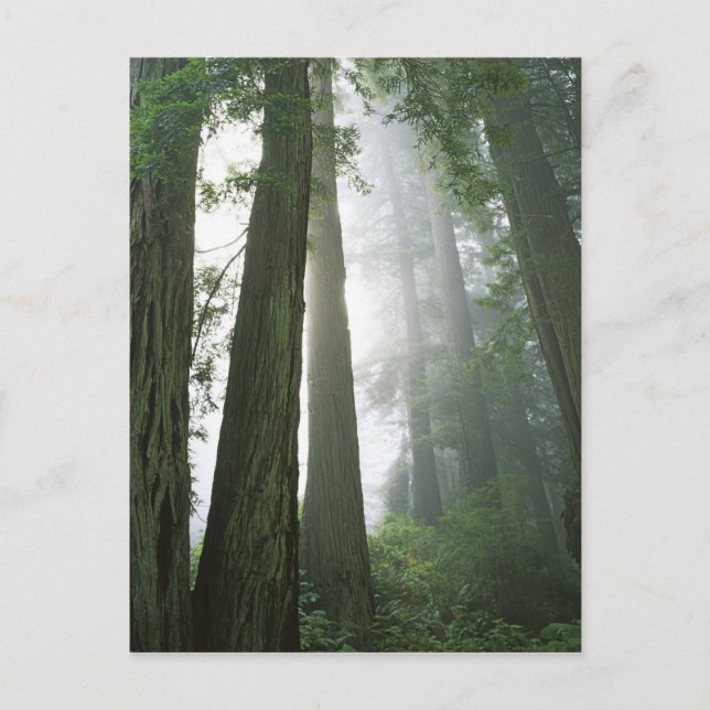 USA, California, Redwood National Park, Postcard (Front)