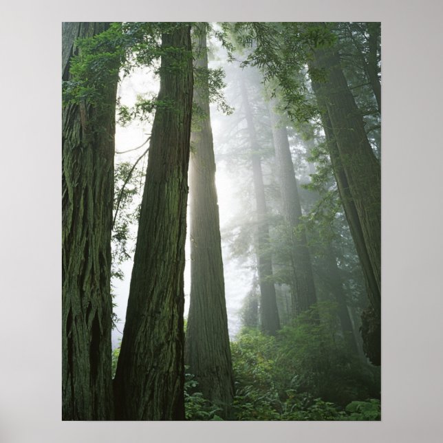 USA, California, Redwood National Park, Poster (Front)