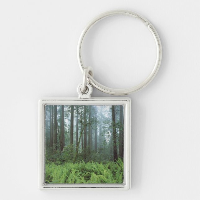 USA, California, Redwood NP. Ferns and Key Ring (Front)
