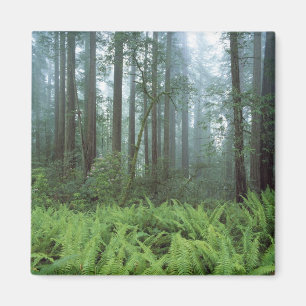 USA, California, Redwood NP. Ferns and Magnet