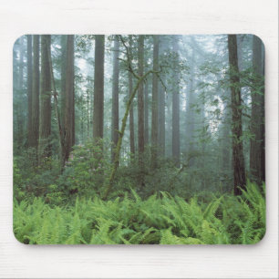 USA, California, Redwood NP. Ferns and Mouse Mat