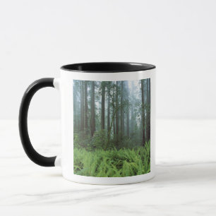 USA, California, Redwood NP. Ferns and Mug