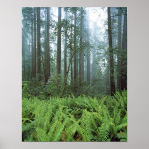 USA, California, Redwood NP. Ferns and Poster