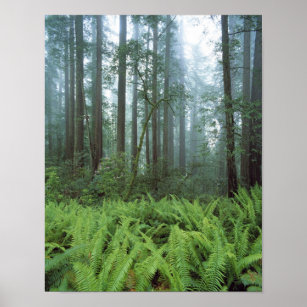 USA, California, Redwood NP. Ferns and Poster