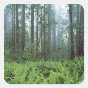 USA, California, Redwood NP. Ferns and Square Sticker