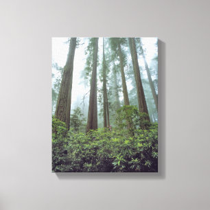 USA, California, Redwood NP. Fog filters the Canvas Print