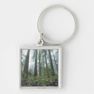 USA, California, Redwood NP. Fog filters the Key Ring