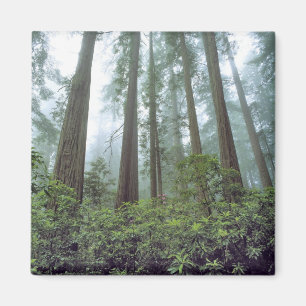 USA, California, Redwood NP. Fog filters the Magnet