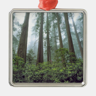 USA, California, Redwood NP. Fog filters the Metal Tree Decoration