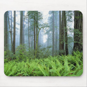 USA, California, Redwood NP. Redwood trees Mouse Mat
