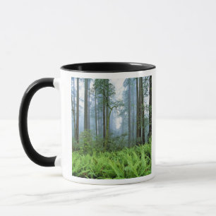 USA, California, Redwood NP. Redwood trees Mug