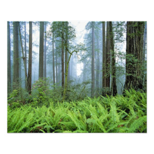 USA, California, Redwood NP. Redwood trees Photo Print