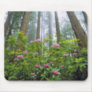 USA, California, Redwood NP. Rhododendron Mouse Mat