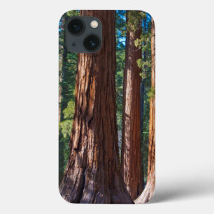 USA, California. Redwood Tree Trunks, Mariposa iPhone 13 Case