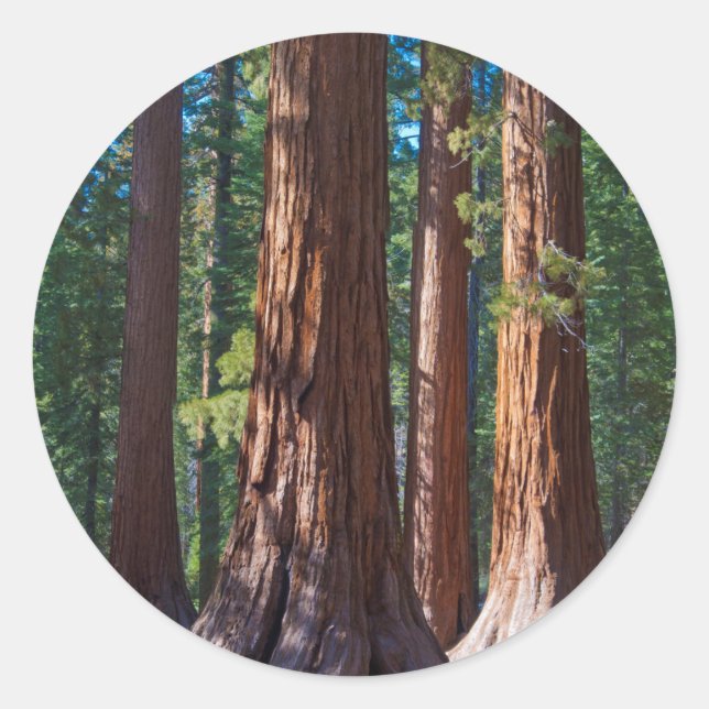 USA, California. Redwood Tree Trunks, Mariposa Classic Round Sticker (Front)