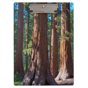 USA, California. Redwood Tree Trunks, Mariposa Clipboard
