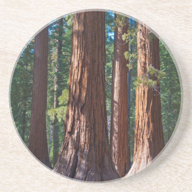 USA, California. Redwood Tree Trunks, Mariposa Coaster (Front)
