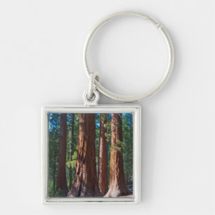 USA, California. Redwood Tree Trunks, Mariposa Key Ring