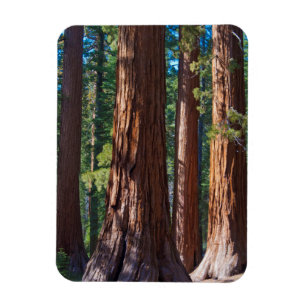 USA, California. Redwood Tree Trunks, Mariposa Magnet