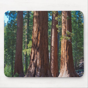 USA, California. Redwood Tree Trunks, Mariposa Mouse Mat