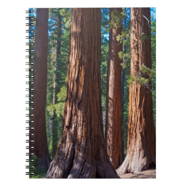 USA, California. Redwood Tree Trunks, Mariposa Notebook (Front)